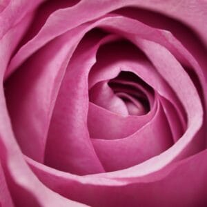 Closeup Photography of Pink Rose Flower